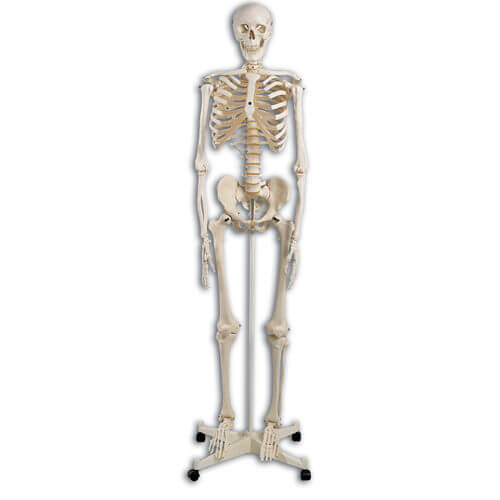 Standard Skeleton Stan Model