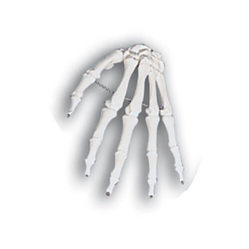 Hand Skeletal Model - Wire Mounted