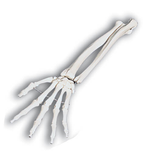 Hand Skeletal Model