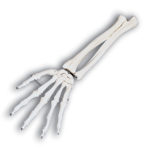 Hand and Forearm Skeletal Model