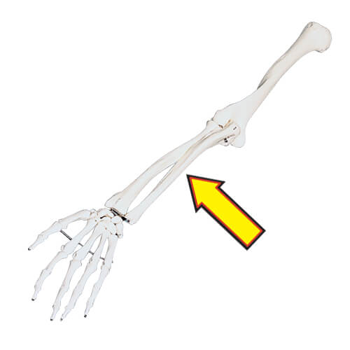 Ulna Skeletal Model