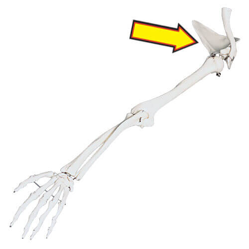 Scapula Skeletal Model