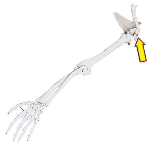 Clavicle Skeletal Model