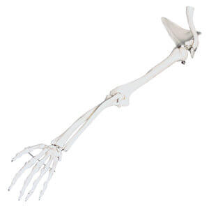 Arm Skeletal Model with Scapula & Clavicle