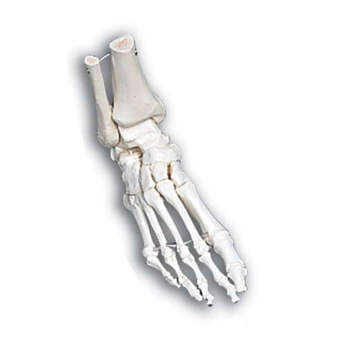 Left Foot Skeletal Model