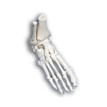 Foot Skeletal Model - Portions Flexibly Mounted