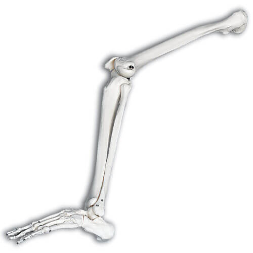 Leg Skeletal Model