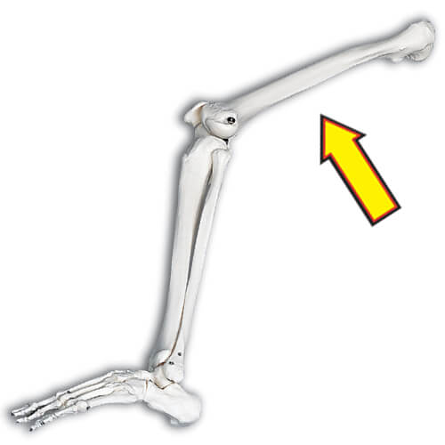 Femur Skeletal Model
