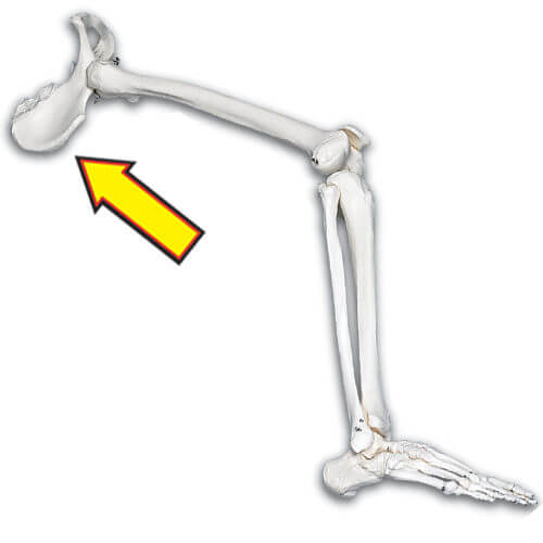 Hip Bone Model
