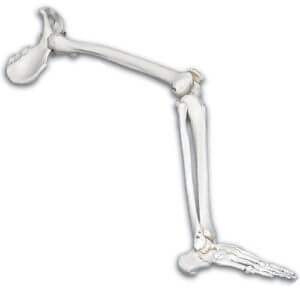 Leg Skeletal Model with Hip Bone