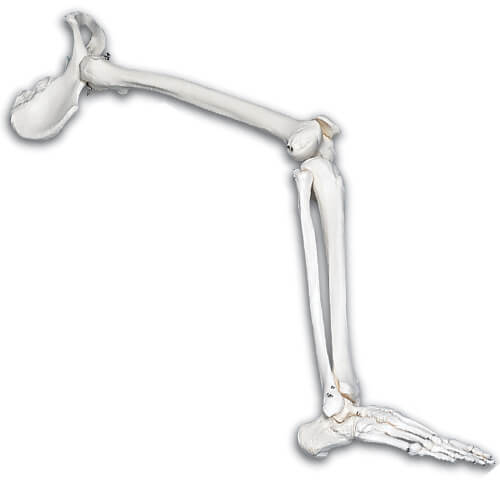 Leg Skeletal Model with Hip Bone