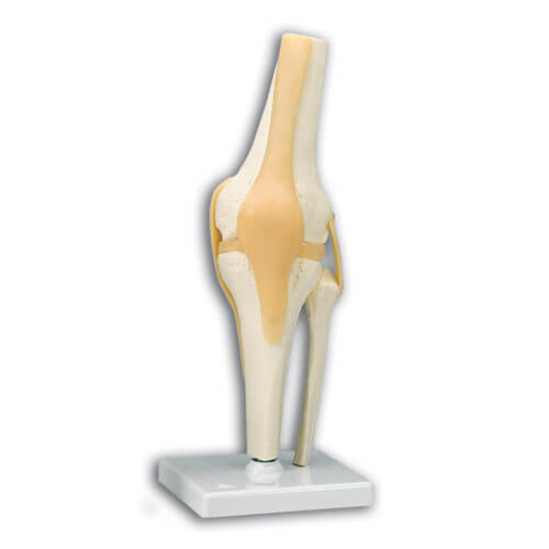Knee Skeletal Model