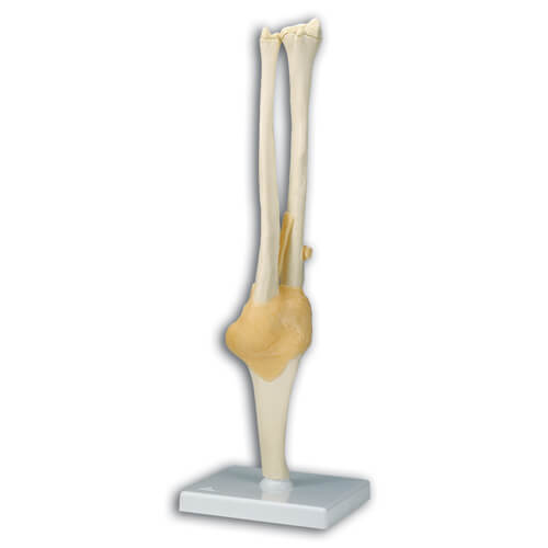Elbow Skeletal Model