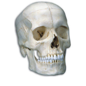 Bony Skull, 6-Part Model