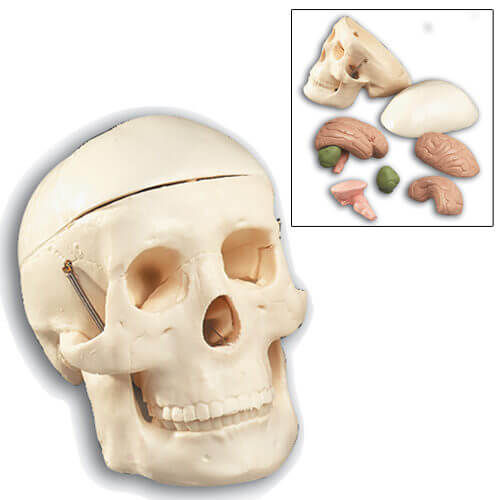 Miniature Skull with 8-Part Brain