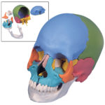 Skull Kit Didactic Version (22-part Model)