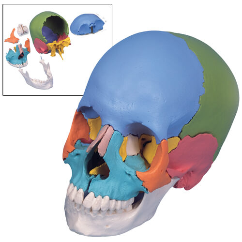 Skull Kit Didactic Version (22-part Model)