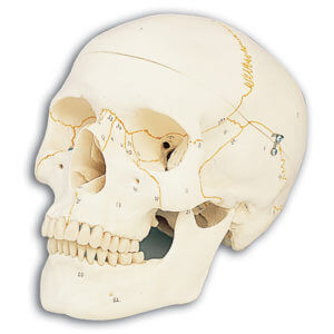 Numbered Classic Skull Model, 3-Part