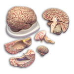 Budget Brain Model with Arteries