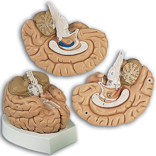 Introductory Brain, 2-Part Model