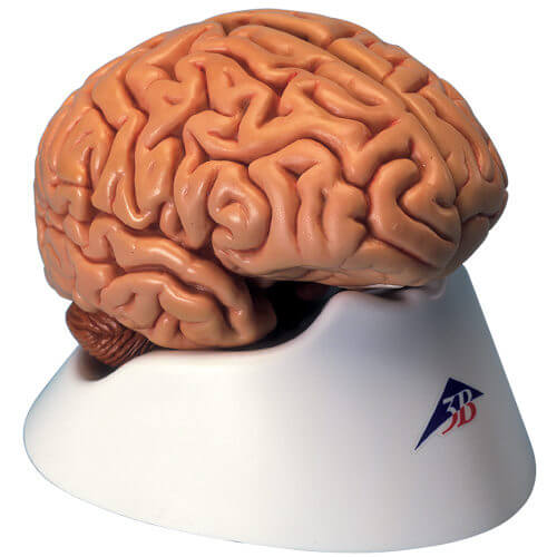 Classic Brain, 5-Part Model