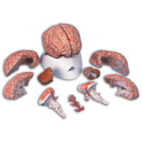 Brain with Arteries, 9-Part Model