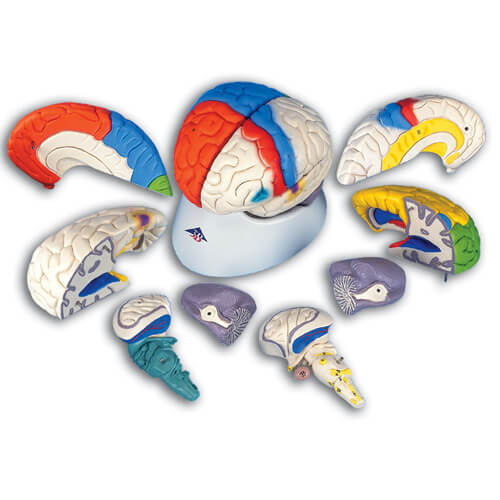 Neuro-Anatomical Brain, 8-Part Model