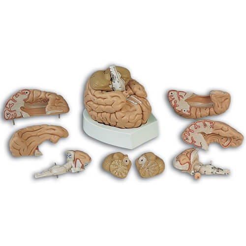 Deluxe Brain, 8-part Model