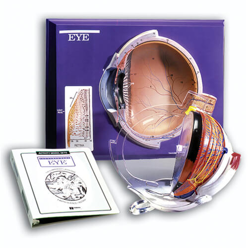 Breast Cancer Soft Tissue Model 1 Eye Model Activity Set
