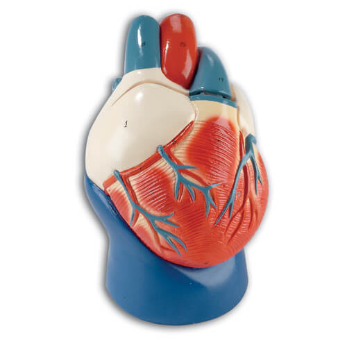 Non-Breakable Life-Sized Heart Model