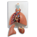 Lung Model With Larynx