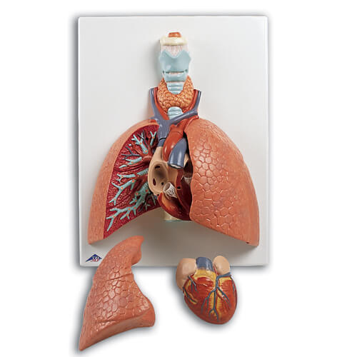 Lung Model With Larynx, 5-Part
