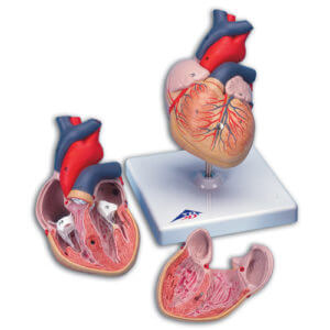 Classic Heart - 2 - Part Model
