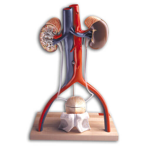 Free-Standing Urinary System Model