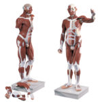 Life-Size Male Muscular Figure - 37-parts