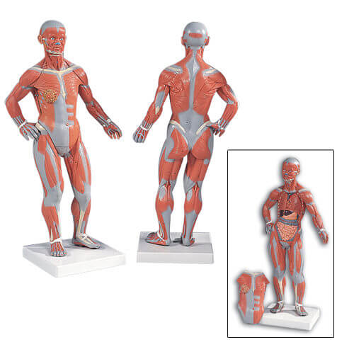 Muscular Figure - 1/4 Life-Size