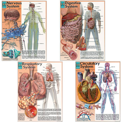 Systems of the Human Body Poster Series (plain paper)