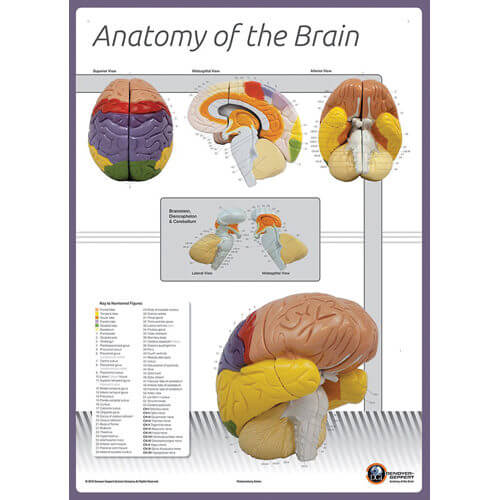 Anatomy Of The Brain Chart (Numbered)