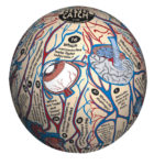 Human Anatomy Clever Catch Ball