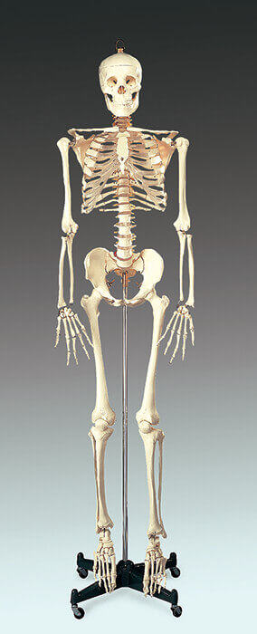 Budget Bucky Skeleton Model 1