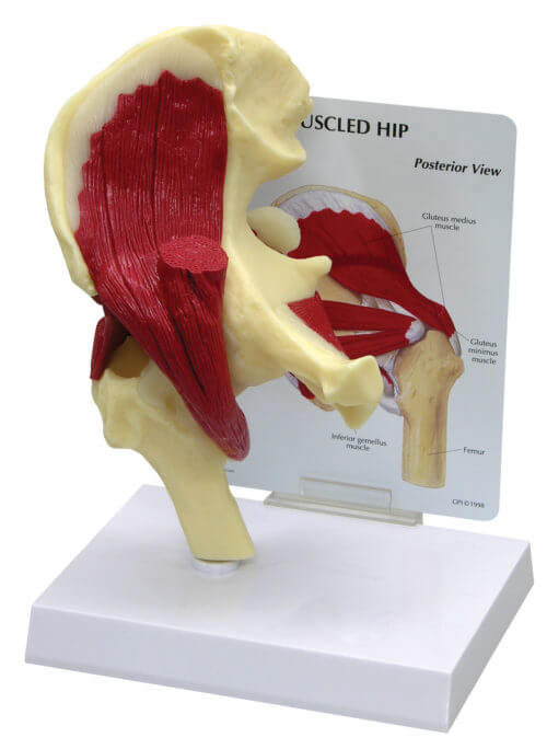 Muscled Hip Model|Muscled Hip Model