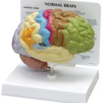 Sensory/Motor Half Brain Model|Sensory/Motor Half Brain Model