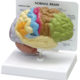 Sensory/Motor Half Brain Model 2 Sensory/Motor Half Brain Model