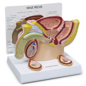 |Male Pelvis with Testicle Model