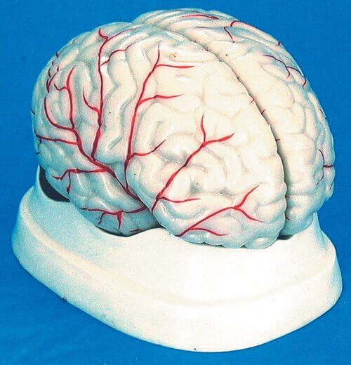 Brain Model 3
