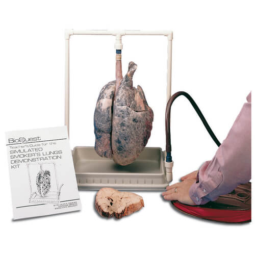 BioQuest Simulated Smoker's Lung Demonstration Kit  (Complete Kit)