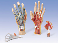 Internal Hand Structure Model 3-Part
