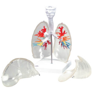 CT Bronchial Tree with Lungs