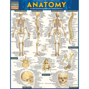 Anatomy Chart