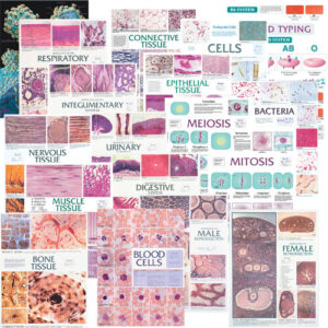 Anatomy Charts – Set of 18 Laminated Charts
